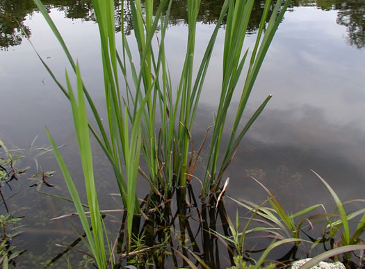 image of Zizaniopsis miliacea, Southern Wild-rice, Water-millet, Giant Cutgrass